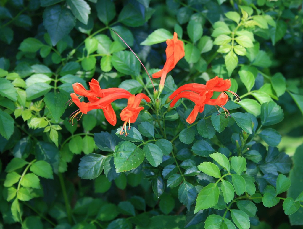 Tecoma capensis