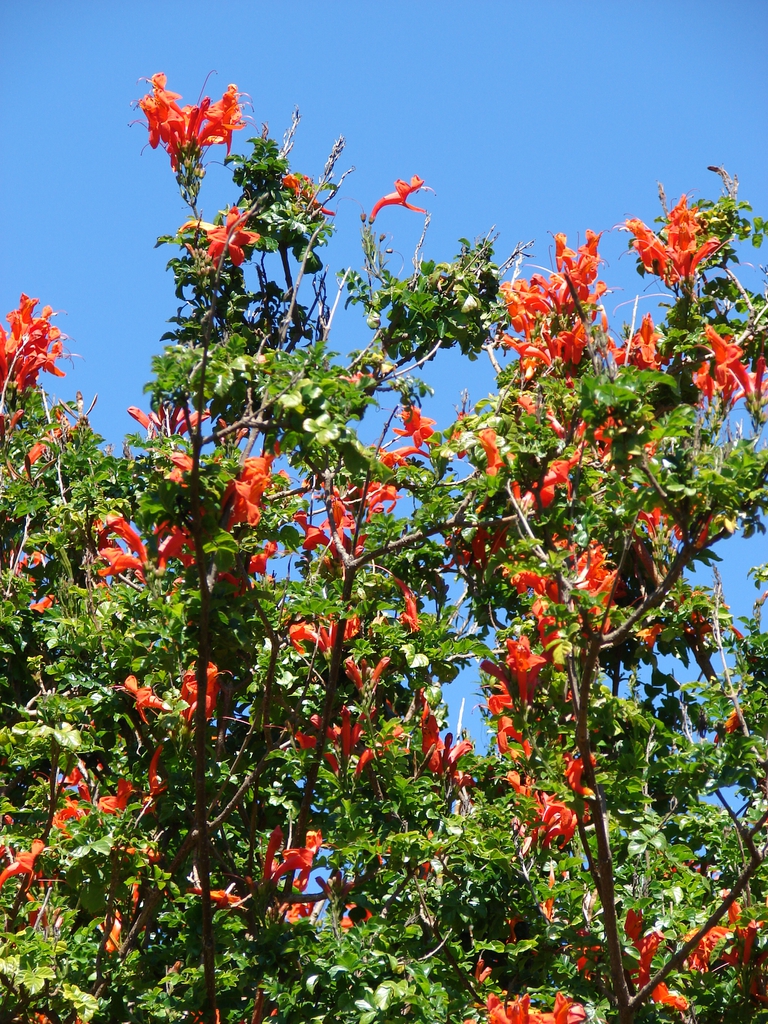 Tecoma capensis