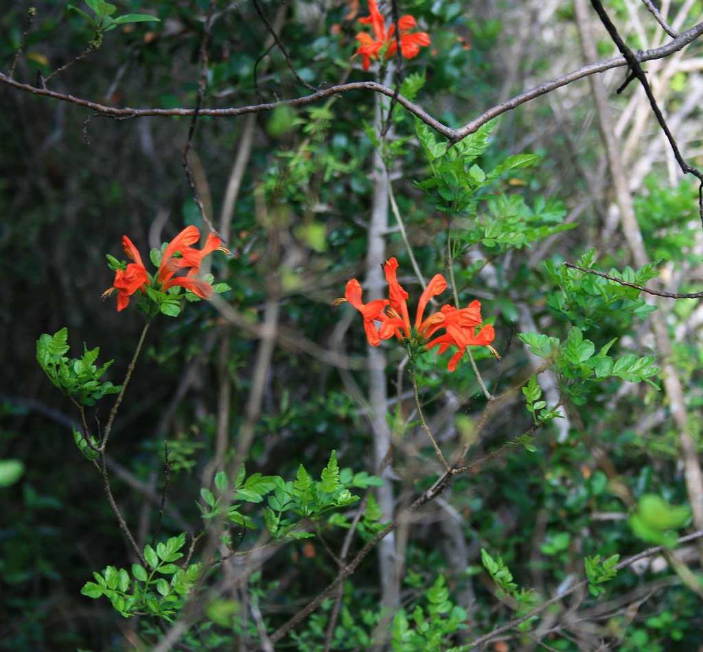 Tecoma capensis