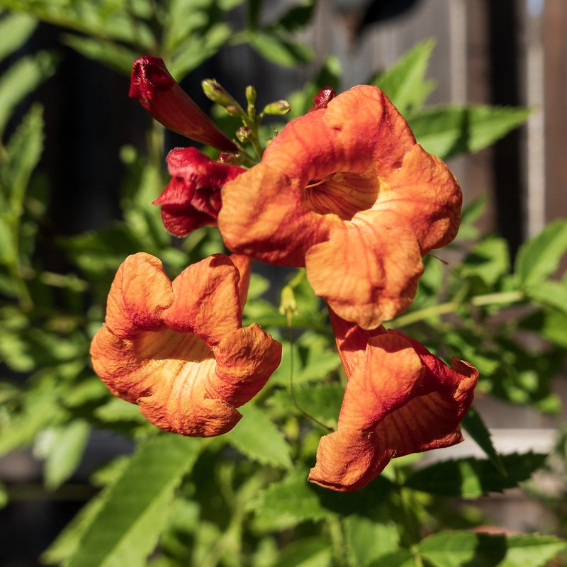 Cluster of orange tubular flowers.