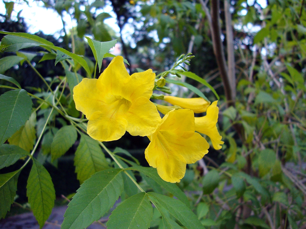 Tecoma stans
