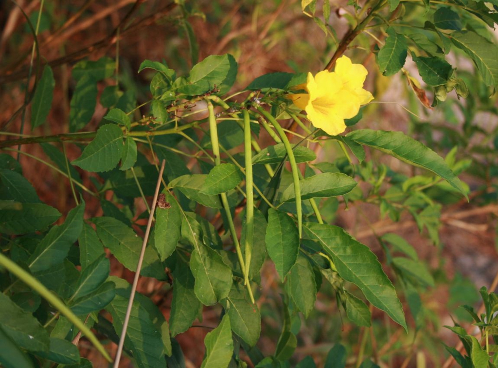 Tecoma stans