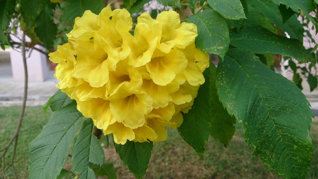 Flowers
