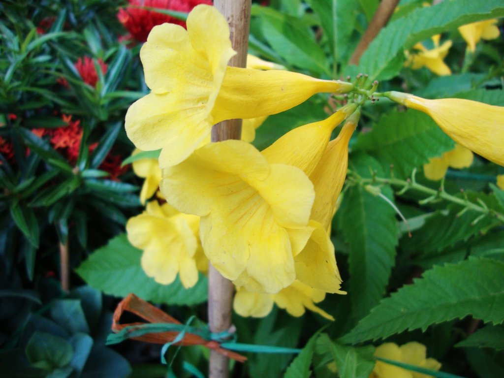 Tecoma stans