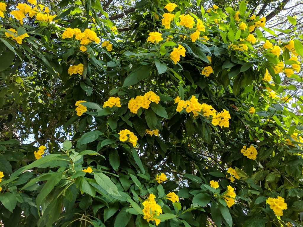 Form
