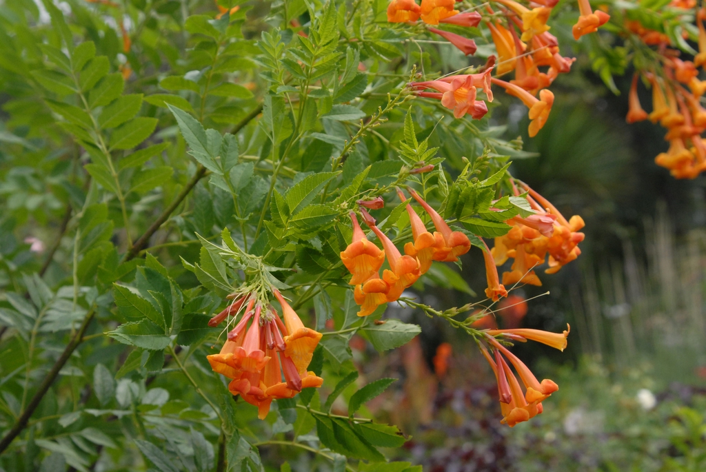 Tecoma alata