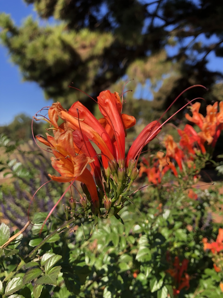 Flowers Closeup - November - Wake Co., NC