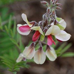 Tephrosia virginiana