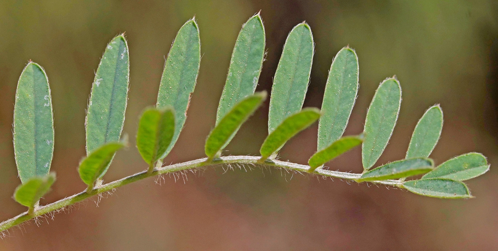 Tephrosia virginiana