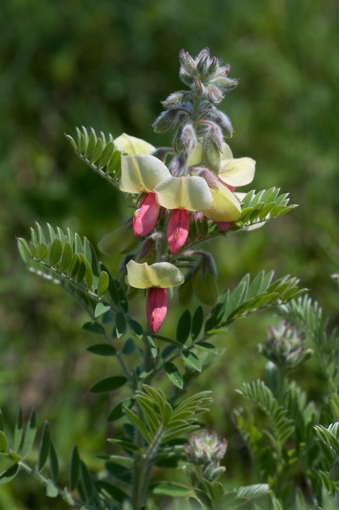 Form