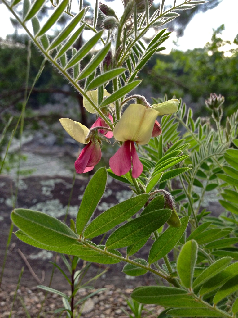 Tephrosia virginiana