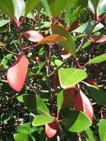 Ternstroemia gymnanthera