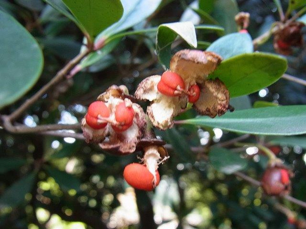 Ternstroemia gymnanthera