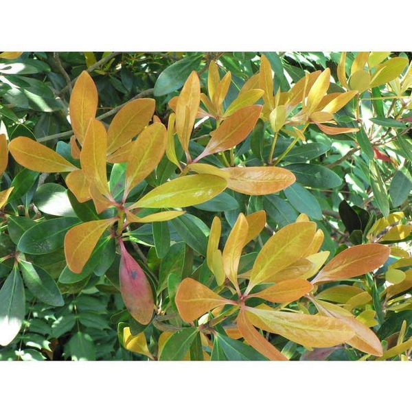 Ternstroemia gymnanthera