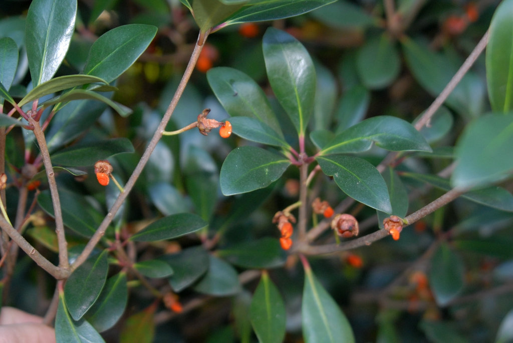 Fruit and Leaf