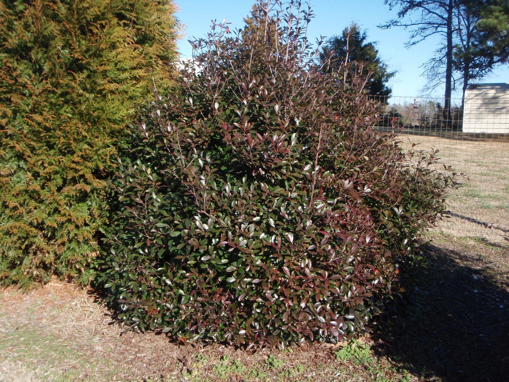 Ternstroemia gymnanthera