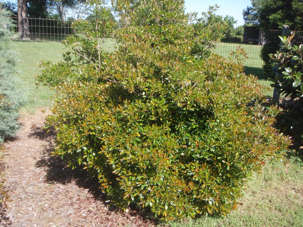 'Bronze Beauty' Form