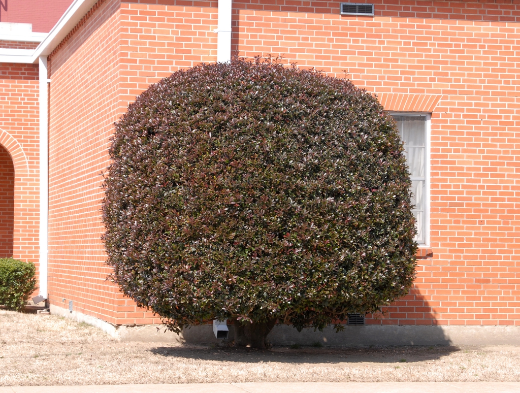 Ternstroemia gymnanthera