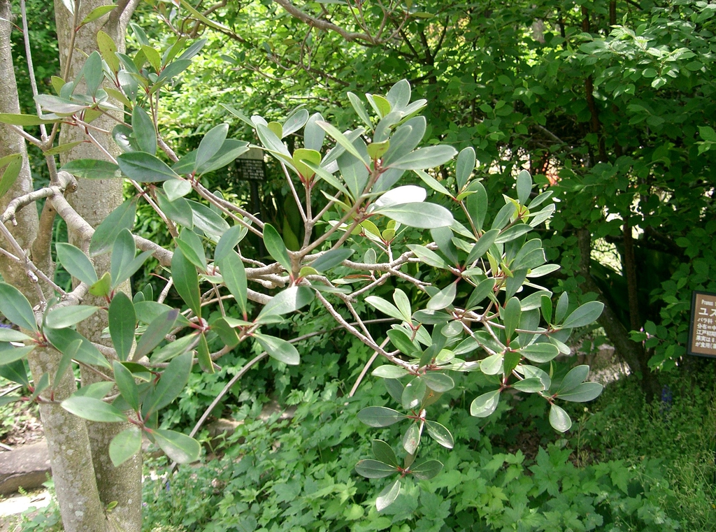 Form