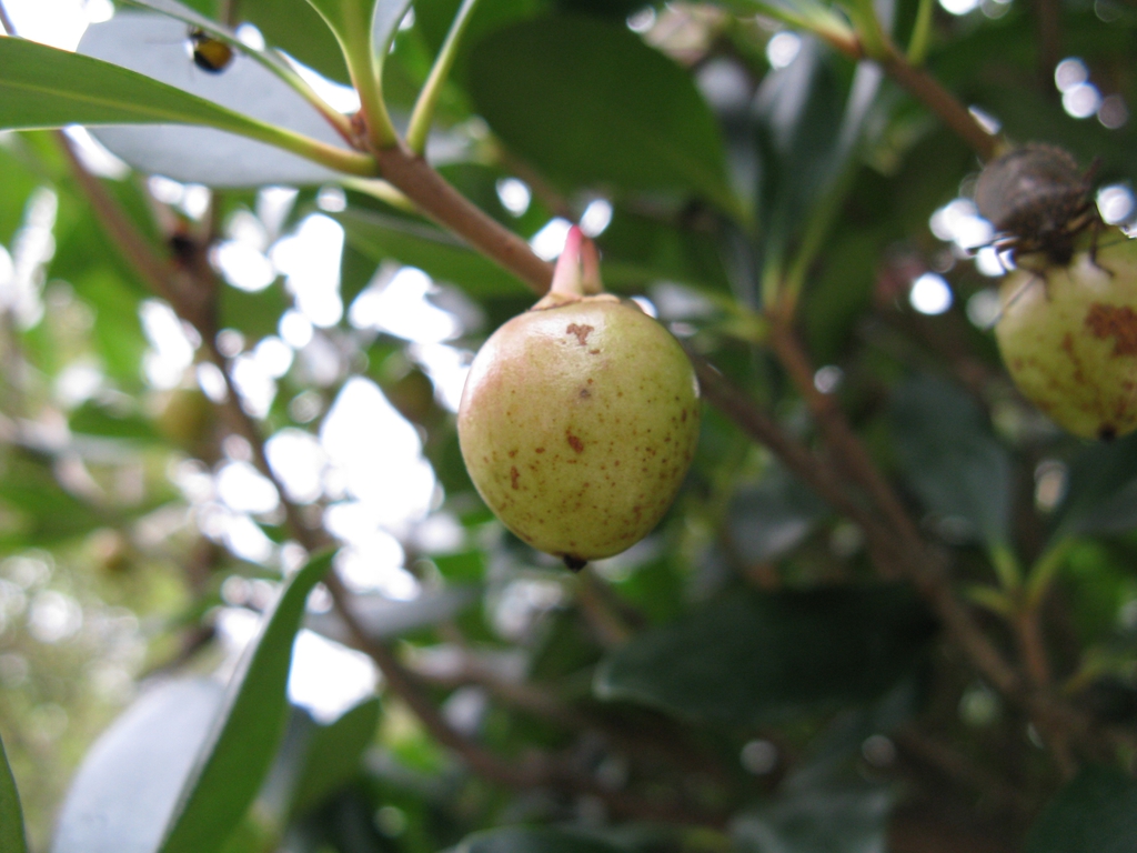 Ternstroemia gymnanthera