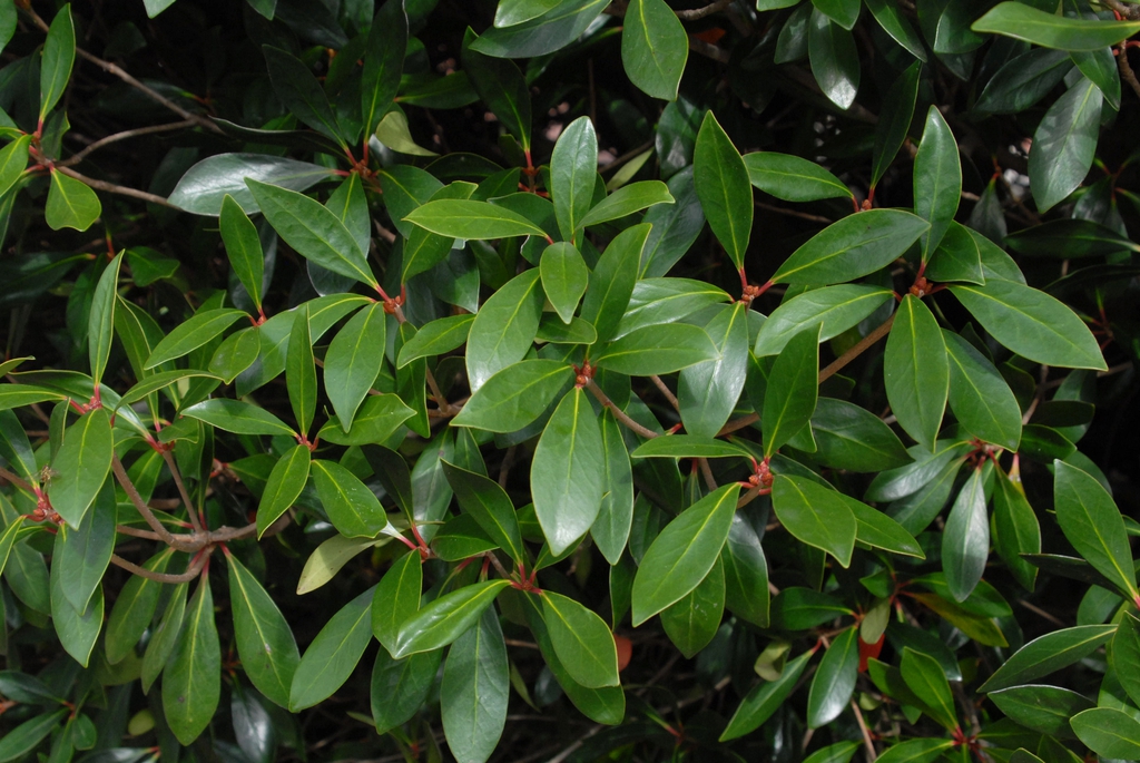 Ternstroemia gymnanthera