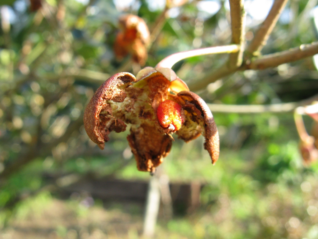 Ternstroemia gymnanthera