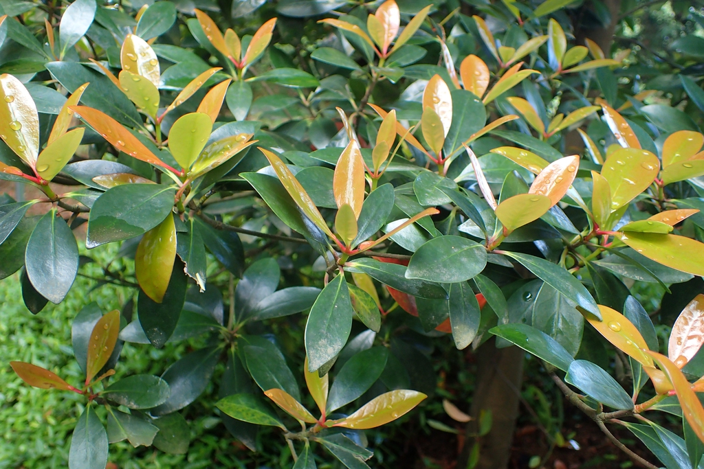 Leaves
