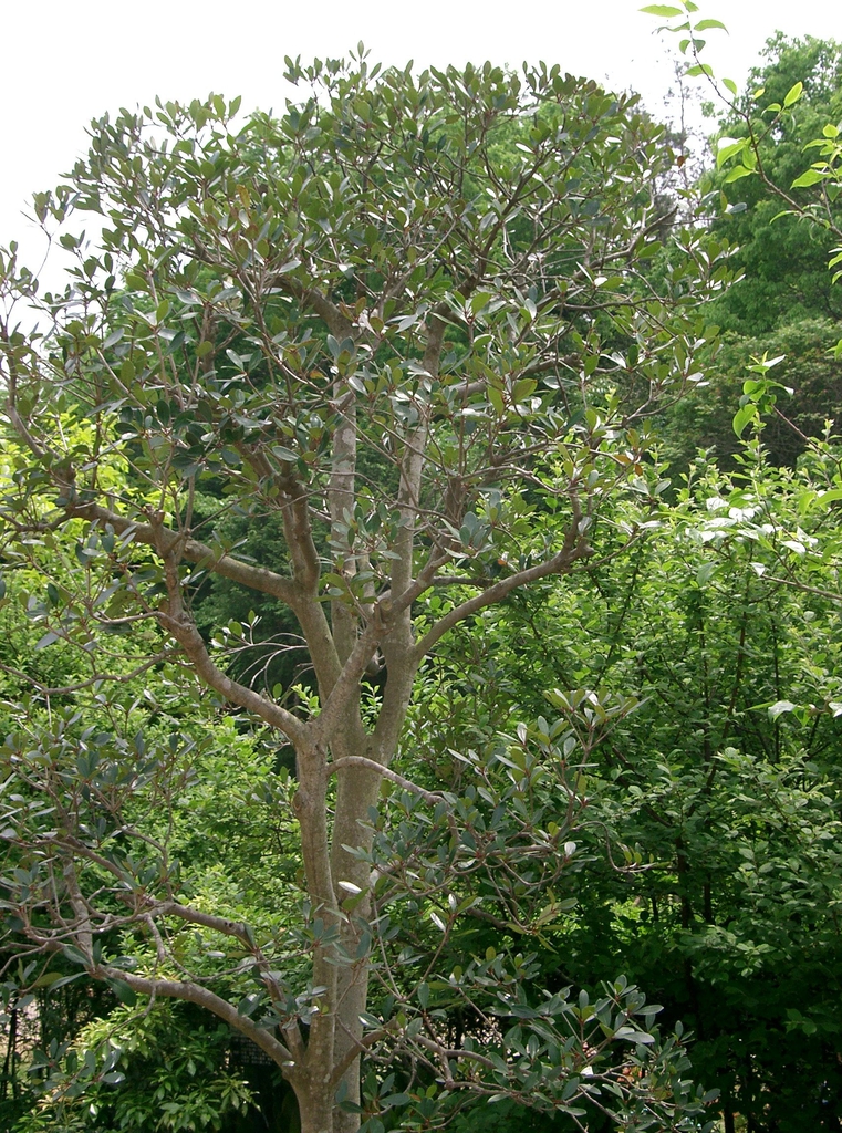 Form