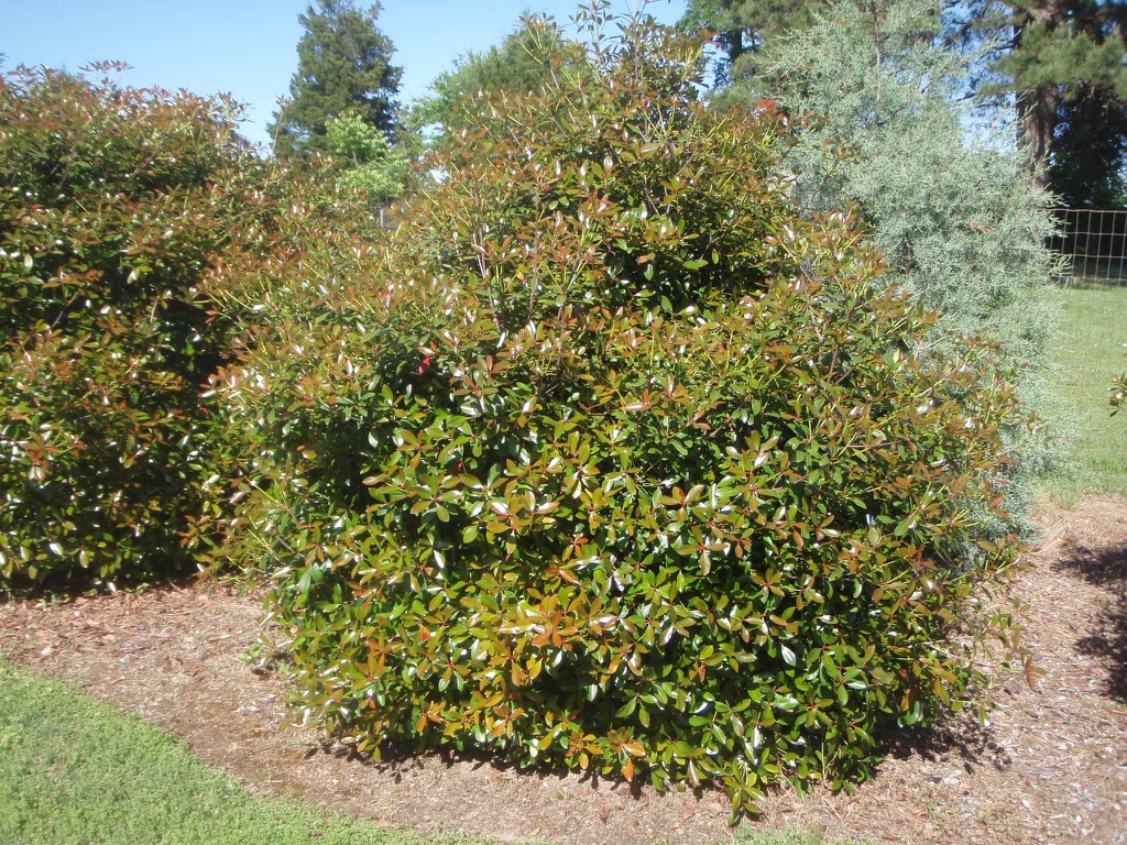 'Regal' Form