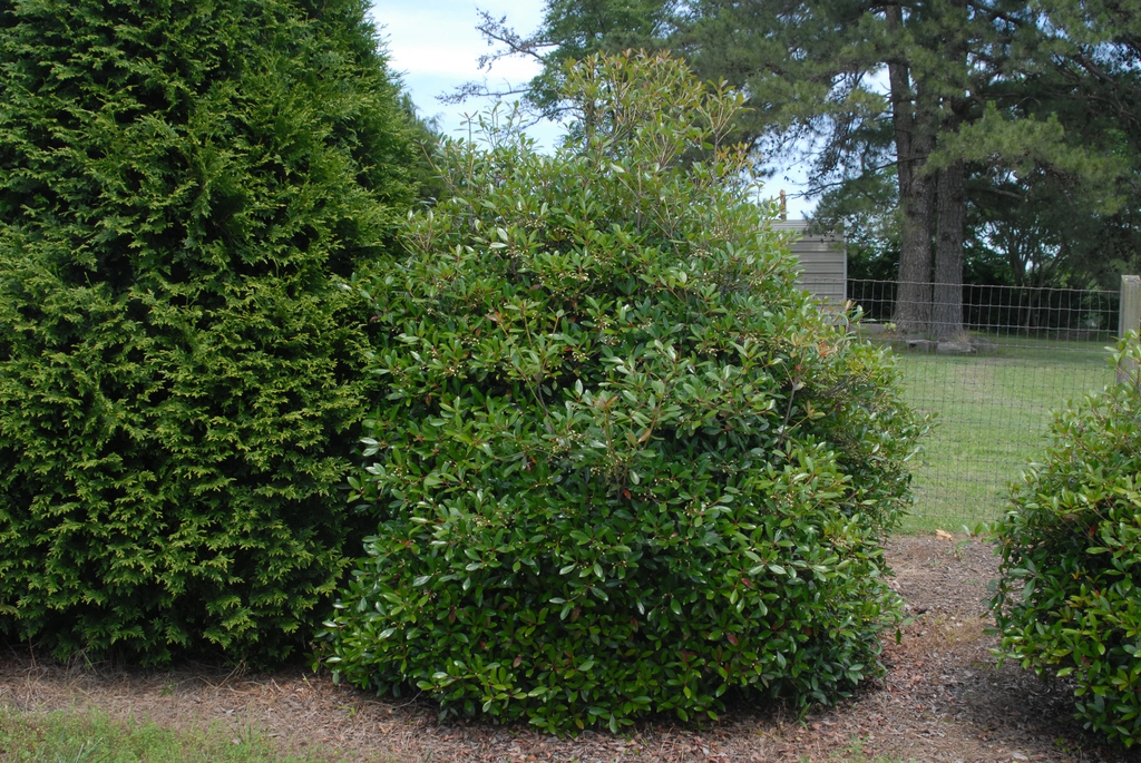 Ternstroemia gymnanthera LeAnn fm 060609 LIT