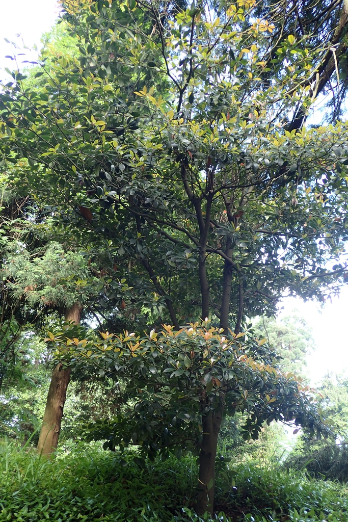 Form