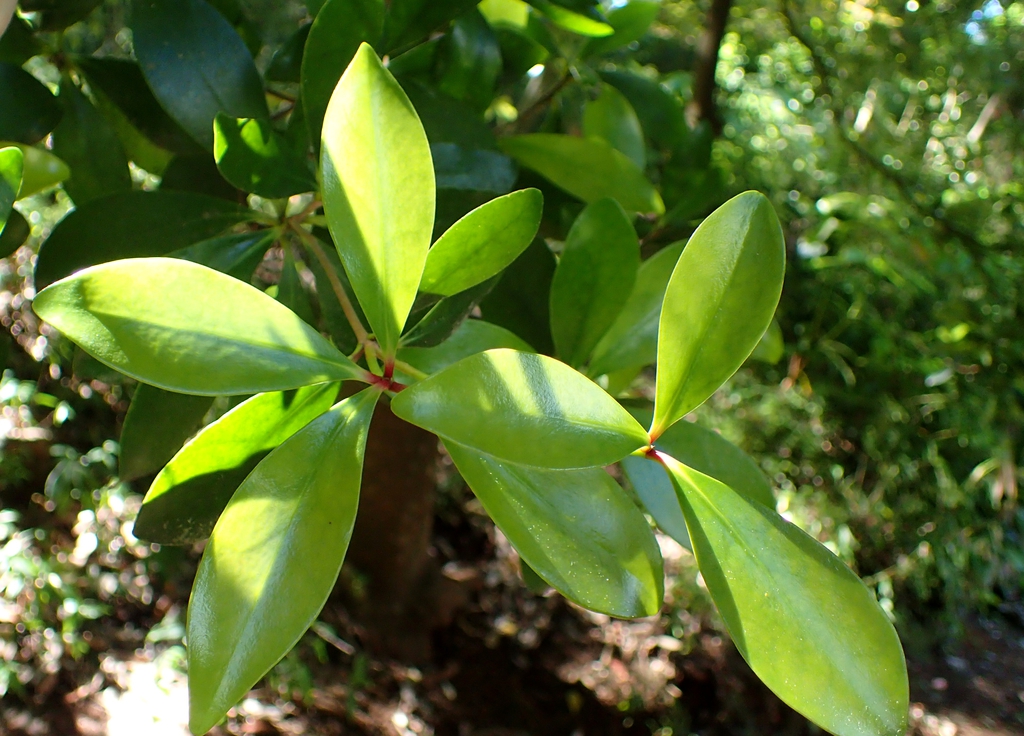 Leaves