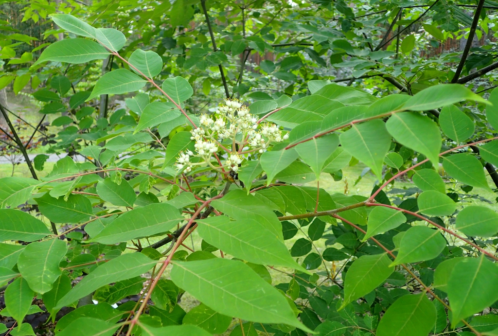 Form