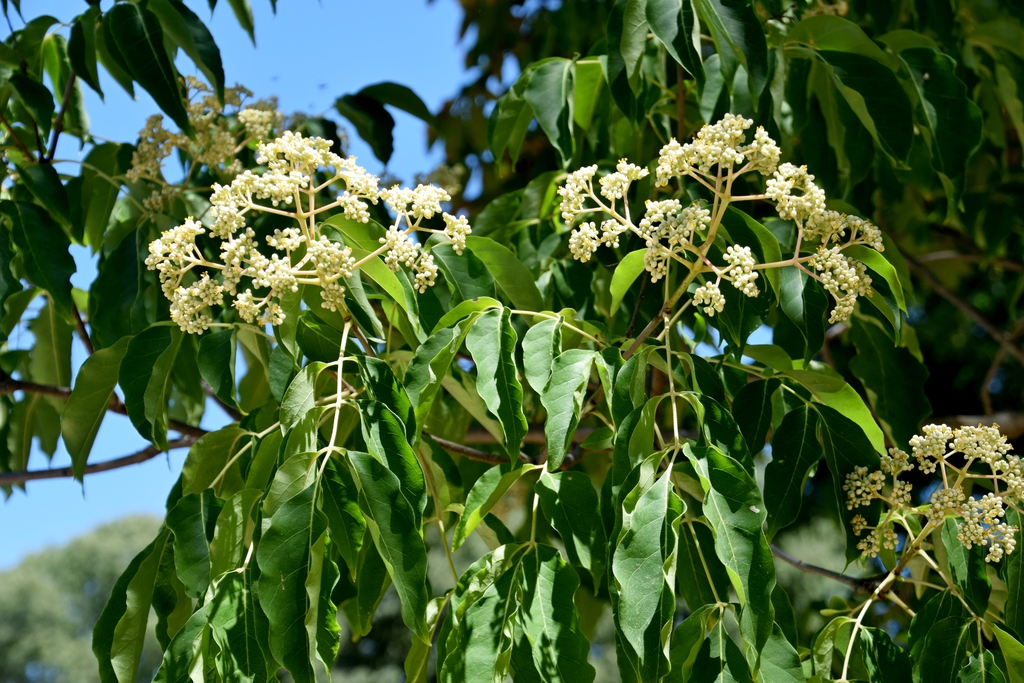 Form