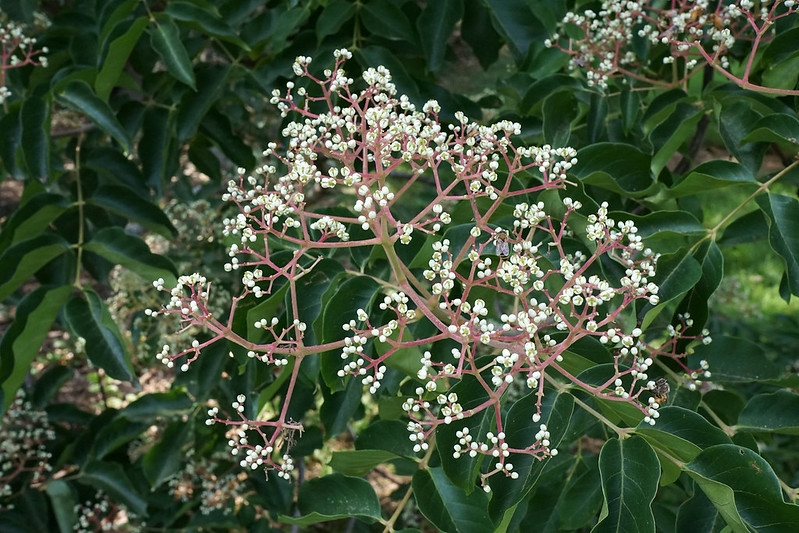 Panicle bearing small white flowers.
