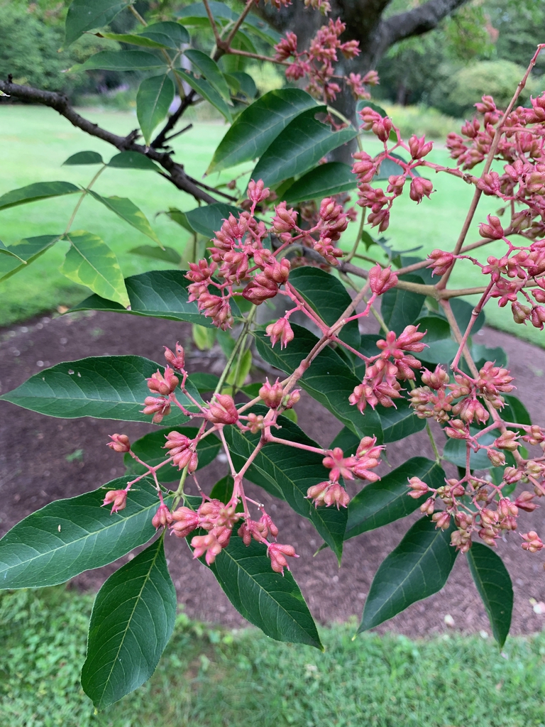 Clusters of pinkish follicles.