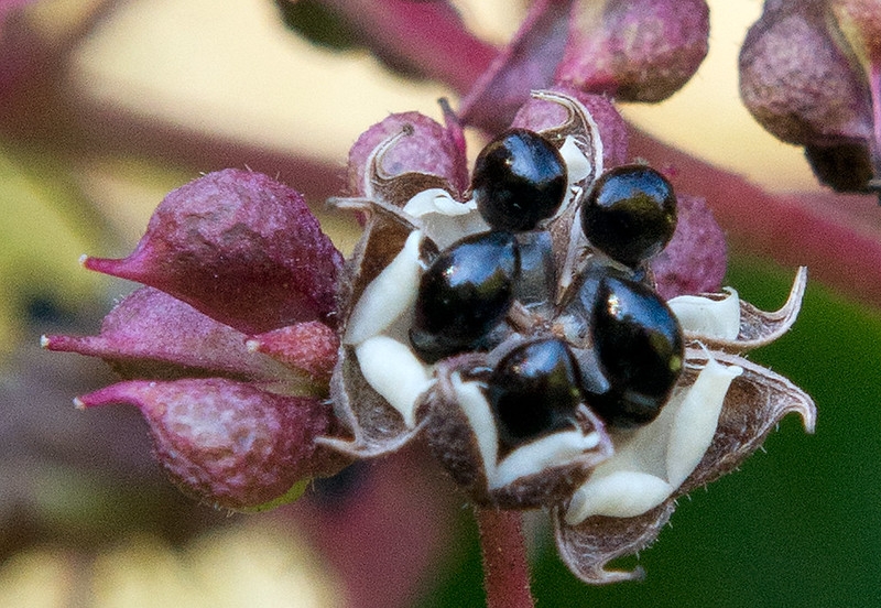 Close-up of dehiscing follicles and small black seeds.