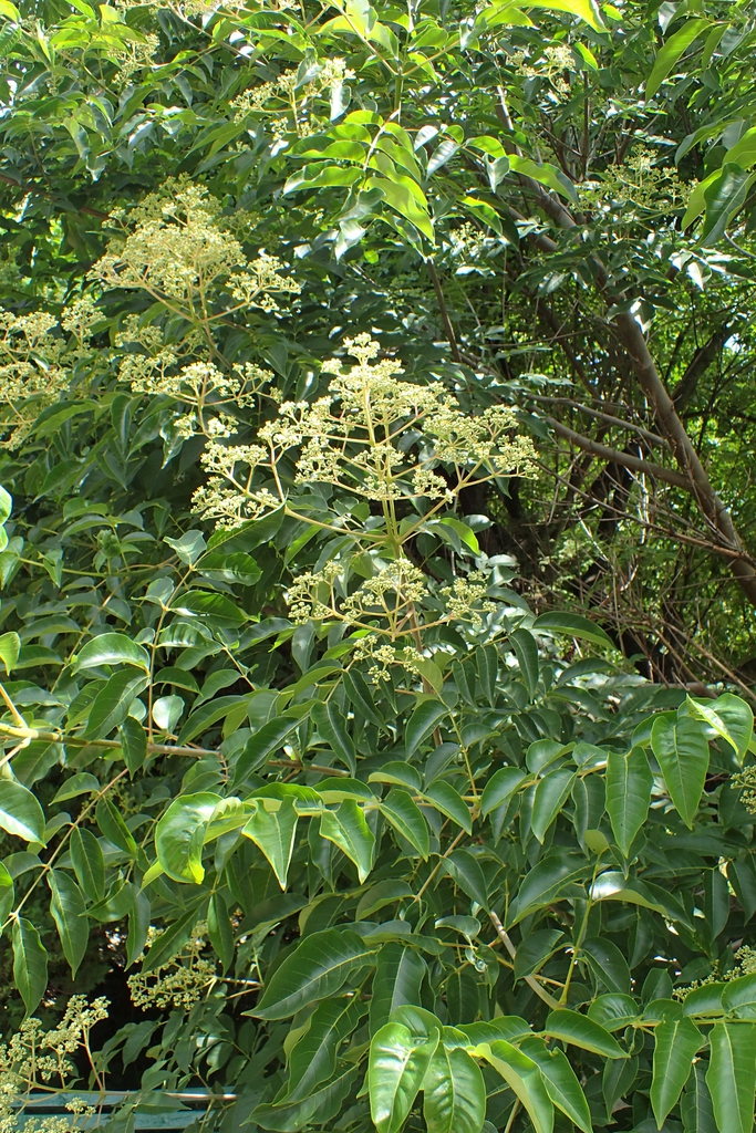 Form