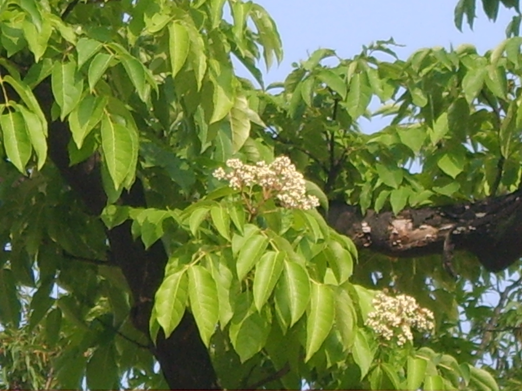 Form