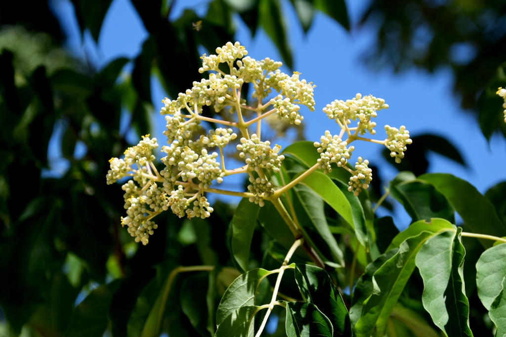 White staminate flowers in pannicles.