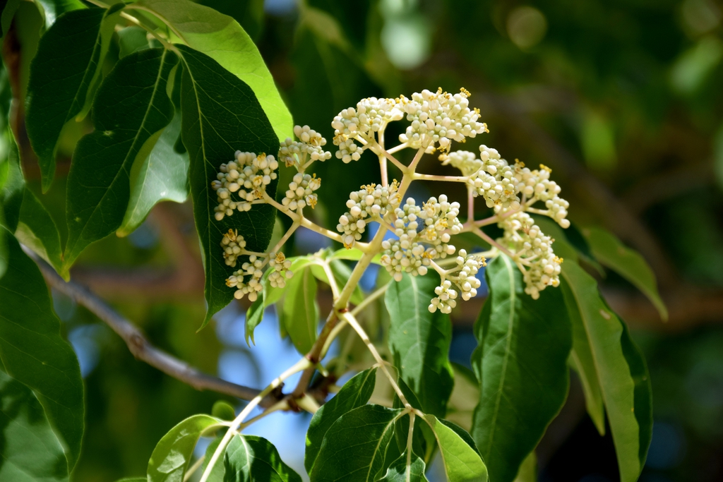 Flower and Leaves