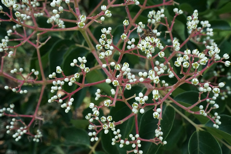 Panicle bearing small white flowers.