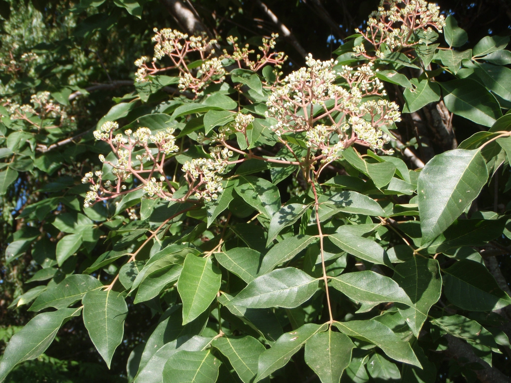 Flower and Leaves Close-up