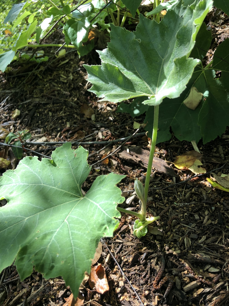 Tetrapanax-papyrifer