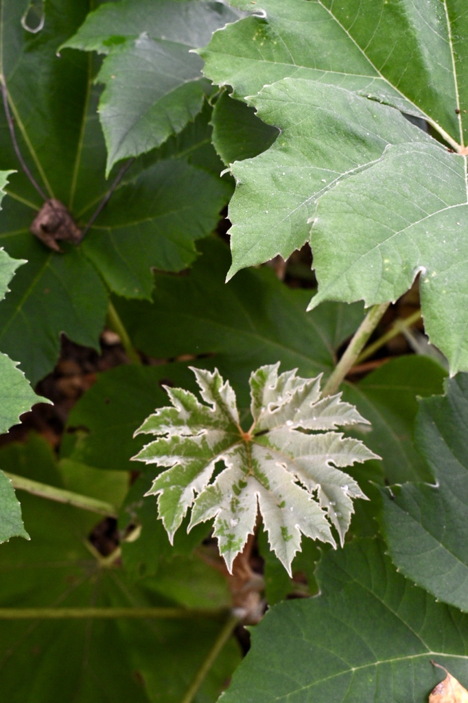 New Leaf - Late Fall - Wake Co., NC