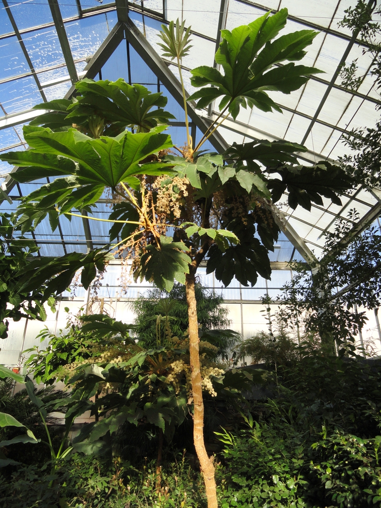 Tetrapanax papyrifer