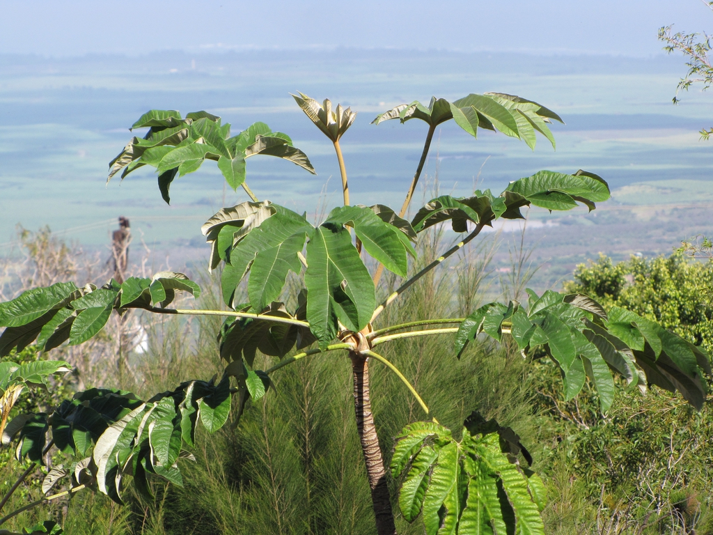 Form