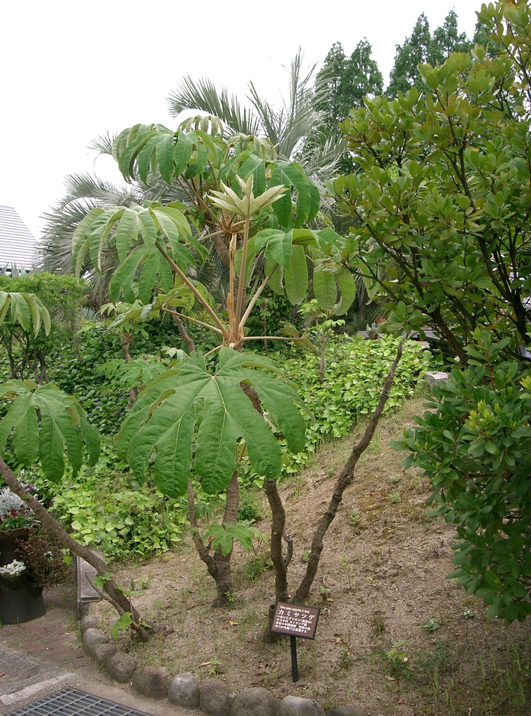 Tetrapanax papyrifer