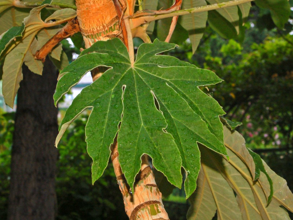 Tetrapanax papyrifer