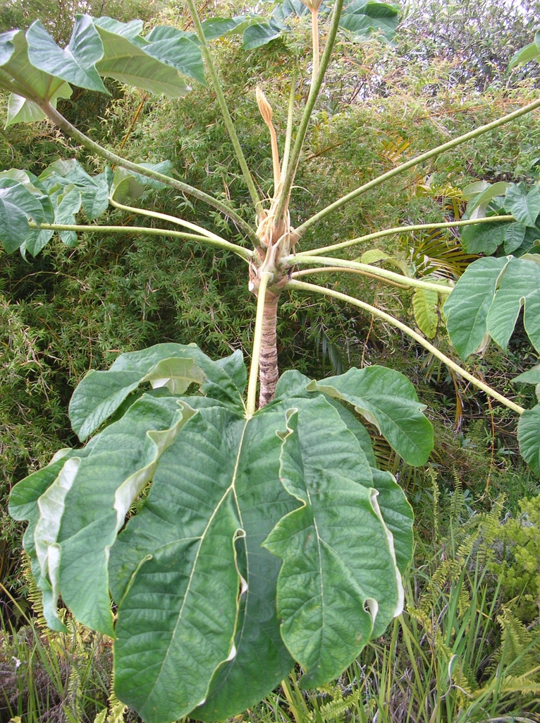 Tetrapanax papyrifer